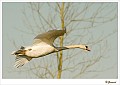 Wilde knobbelzwaan_20100308_099
